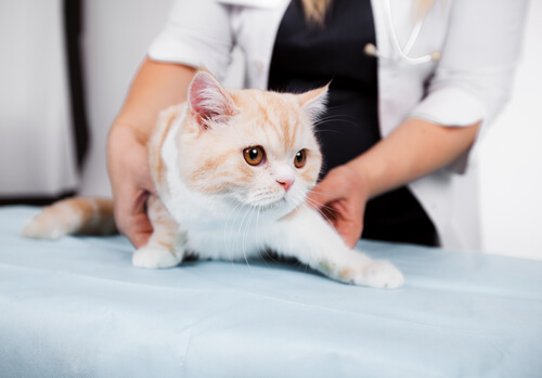 ¡Atención! Malas prácticas veterinarias