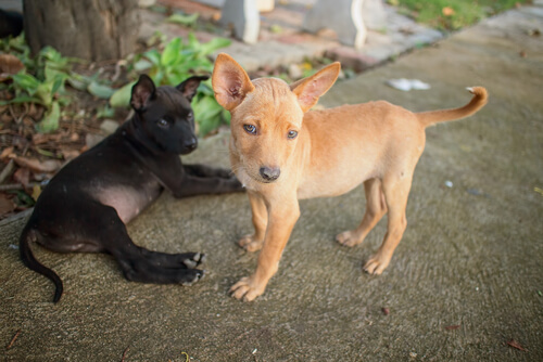 Mascotas sufren por falta de alimentos y altos costos en Venezuela