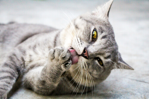 ¿Por qué mi gato se lame de forma obsesiva?