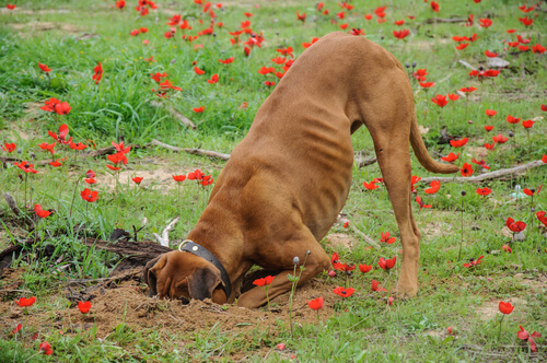 ¿Qué hago si mi perro escarba la tierra del jardín?