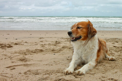 mi perro se marea