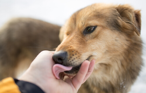 Mixed-breed dog licking a person's hand