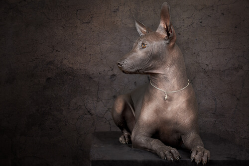 4 obras de arte con perros
