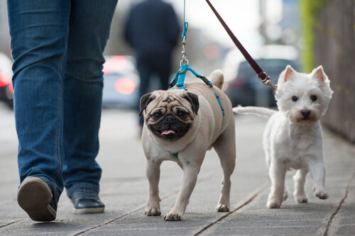 Perros de paseo