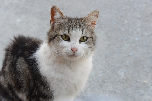 Peritonitis Infecciosa Felina: una enfermedad que puede causar la muerte de tu gato