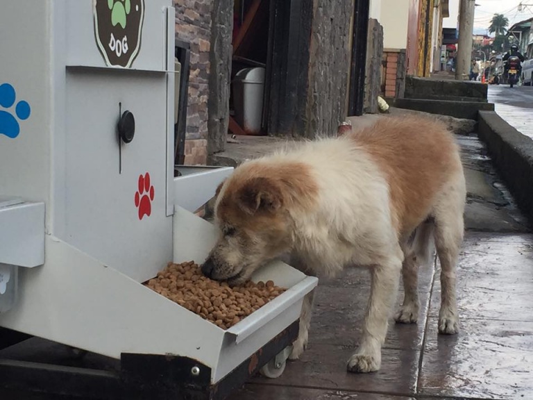 El perro callejero tiene sed y hambre: ¿Quién lo va a alimentar?