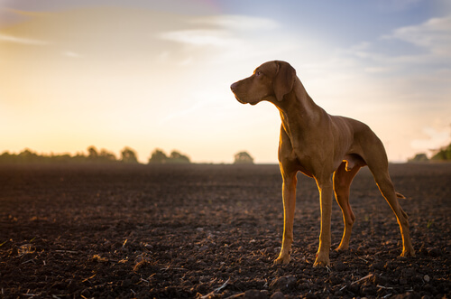 Mi perro es un cazador