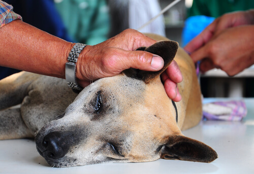Perro con vómitos y diarreas