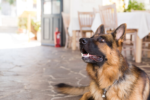 'Perro demasiado humano', un impresionante documental sobre la protección animal