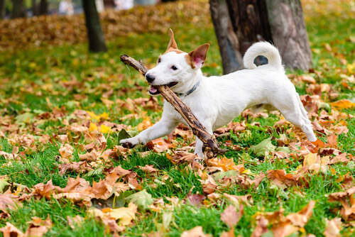 A dog playing with a stick in the park.