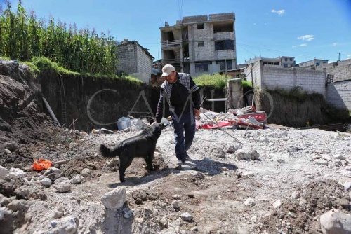 perro se niega a abandonar su casa despues de un terremoto 3