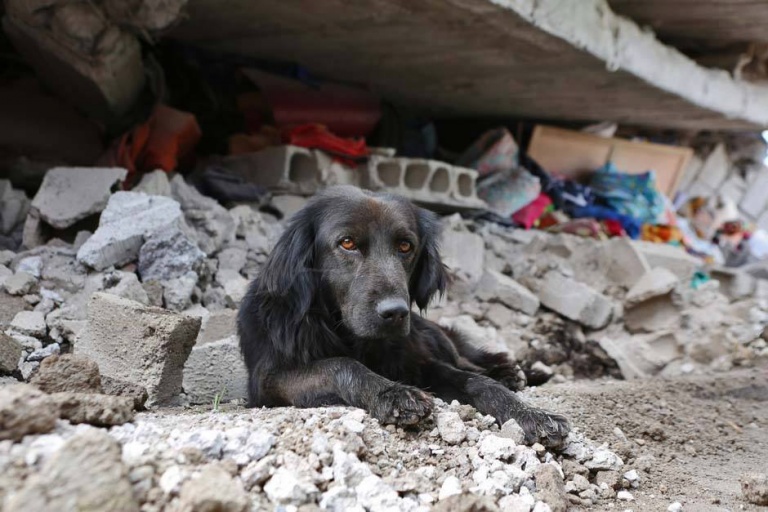 Terremoto en Ecuador: un perro se niega a abandonar su casa destruida