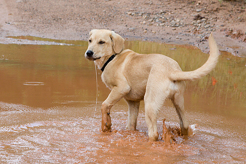 ¿Por qué mi perro se revuelca en lugares sucios?
