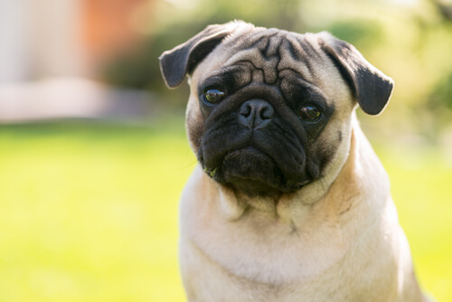 Perros con ojos salidos de sus órbitas: ¿verdad o mito?