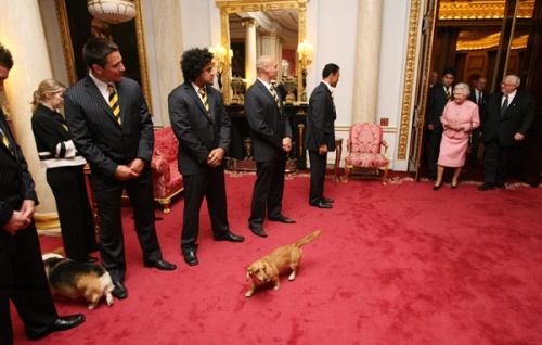 La regina era solita portare i suoi cani in visita di stato.