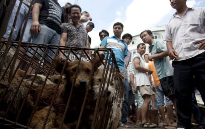 perros para el festival de carne de perro 2