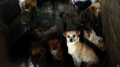 Las organizaciones defensoras de los derechos de los animales buscan prohibir próximo festival chino de carne de perro