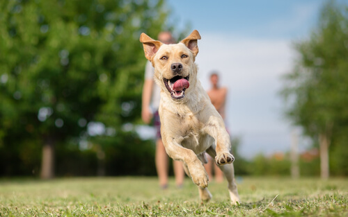 Perros, una terapia para los presos Perros, una terapia para los presos