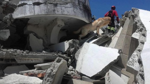 Los perros rescatistas en Ecuador: un gran apoyo