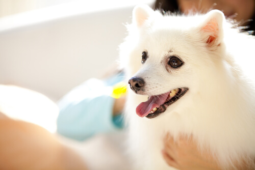 Recuerda: tienes un perro y no un bebé