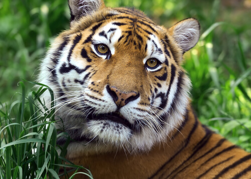 Tigre