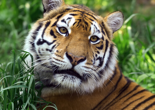 El tigre salvaje: el crecimiento del siglo