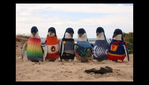 un hombre teje jerseys para pinguinos