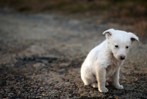perro-blanco-sentado-en-la-calle
