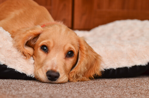 Los vómitos en perros: precauciones y cuidados