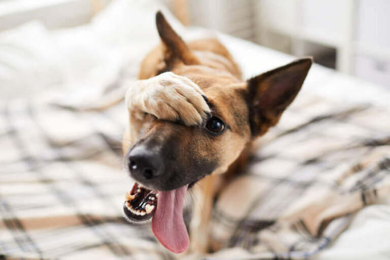 Cómo atender a un perro accidentado