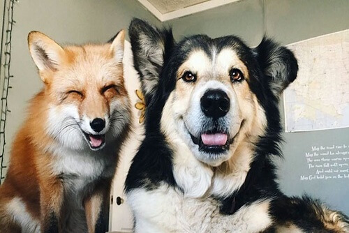 Juniper y Moose, el zorro y el perro que ahora son amigos