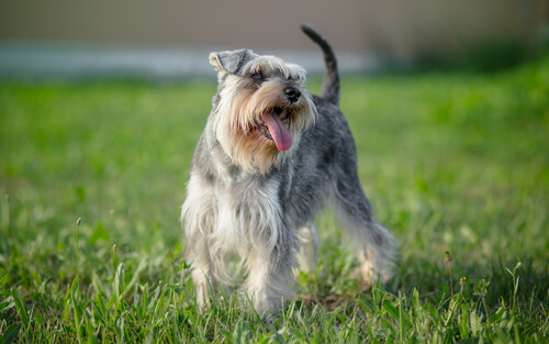 Schnauzer, cão que não dá alergia