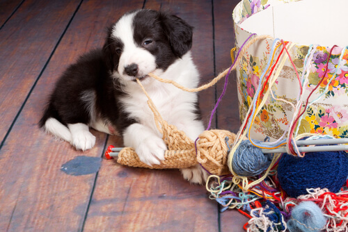7 accidentes domésticos que pueden ser peligrosos para un perro