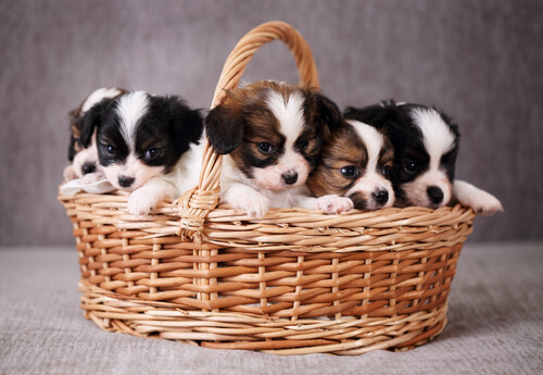 adoptar cachorros
