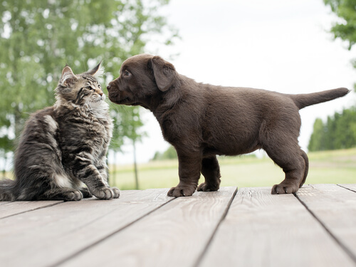 black-cat-and-dog