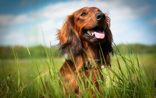 5 razones para adoptar un perro y hacerle feliz