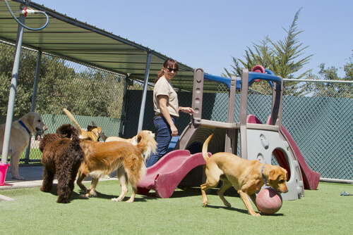 Woman playing with several dogs in a park