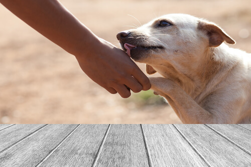¿Cómo curar heridas en las almohadillas de los perros y gatos?