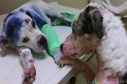 La historia de la amistad de un perro que recibió un disparo y otro maltratado La historia de la amistad de un perro que recibió un disparo y otro maltratado