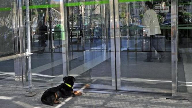 champi el perro enfermero 2