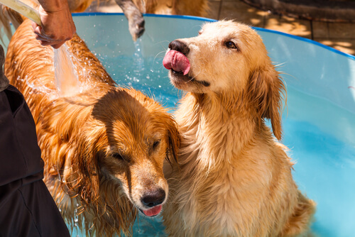 Colonias para perros: ¿a favor o en contra?
