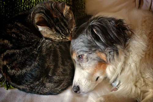 3 pasos para curar una quemadura en perro o gato