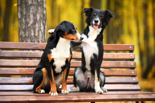 Dogs sitting on a bench