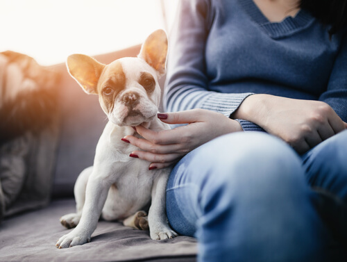 ¿El aceite de bacalao es bueno para perros y gatos?