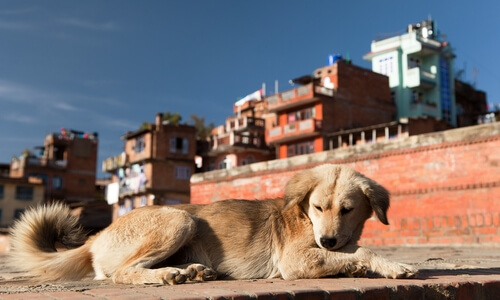 Cómo perjudica la contaminación a los perros