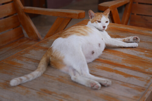 Gata preñada