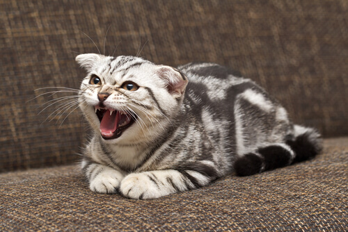 Cómo educar a un gato rebelde