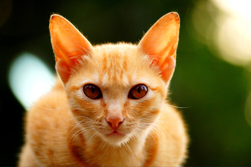 gato color naranja