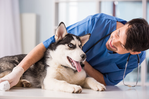  Veterinarian sitting with a husky 