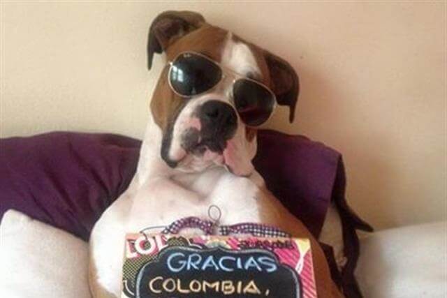 Óscar, el perro que revolucionó Internet 